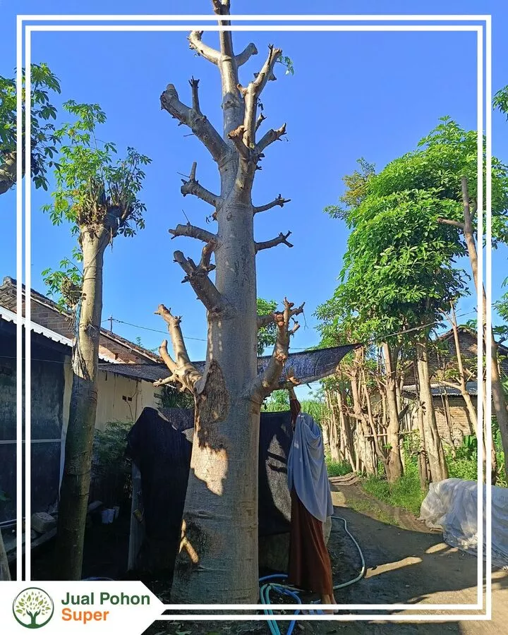 Cara Pemesanan Pohon Baobab di Jual Pohon Super