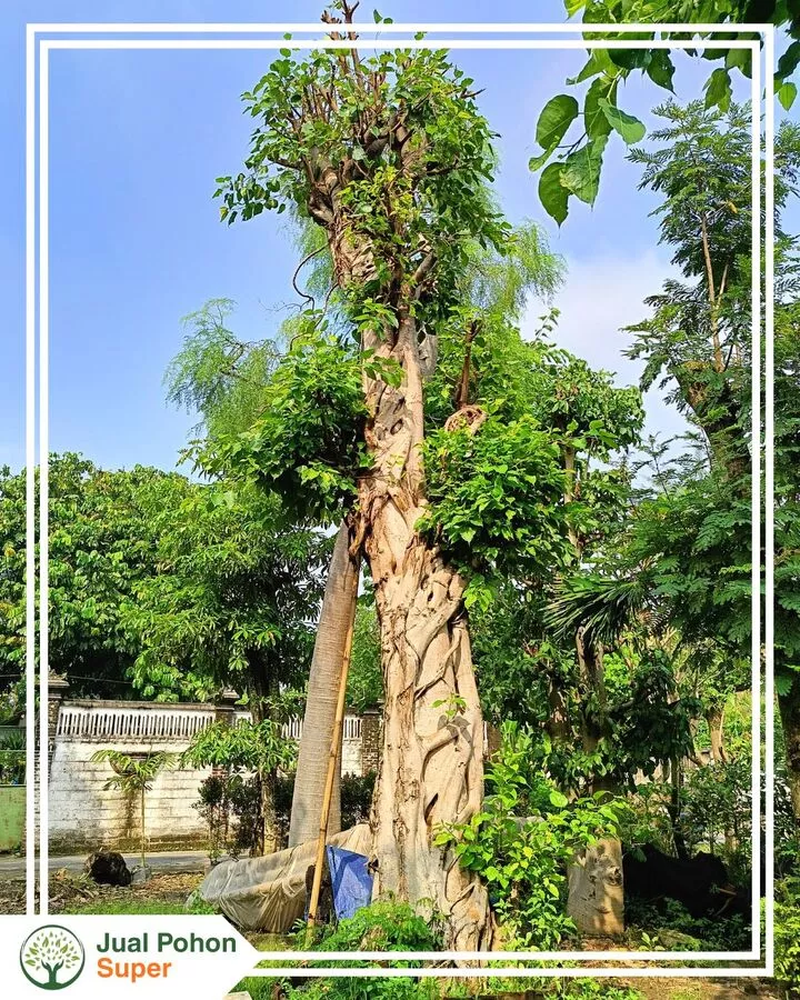 Cara Pemesanan Pohon Bodhi Besar di Jual Pohon Super