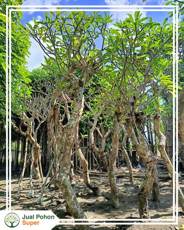 Cara Pemesanan Pohon Kamboja Fosil di Jual Pohon Super