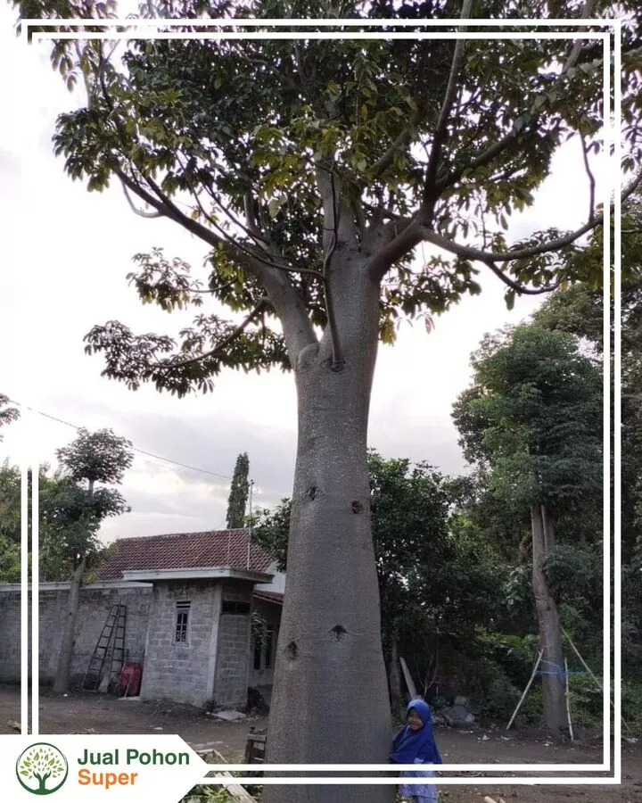 Harga Pohon Baobab Terbaru Berdasarkan Ukuran