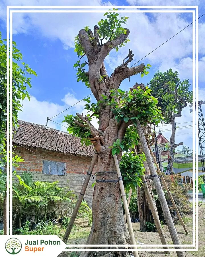 Harga Pohon Bodhi Besar Terbaru