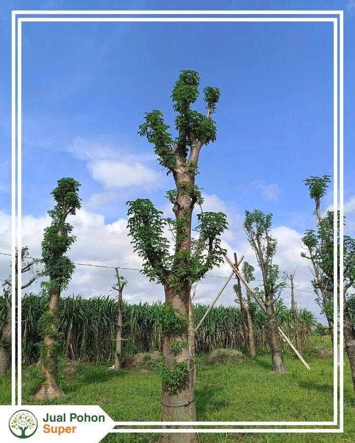 Jenis dan Ukuran Pohon Baobab yang Kami Jual