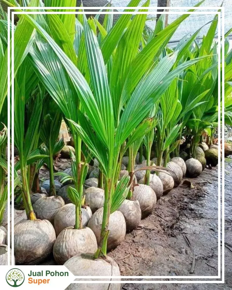 Jual Bibit Kelapa