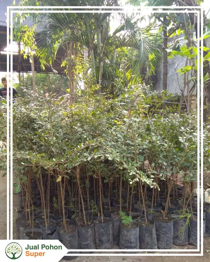 Jual Bibit Pohon Ketapang Tinggi 50 - 80 Cm
