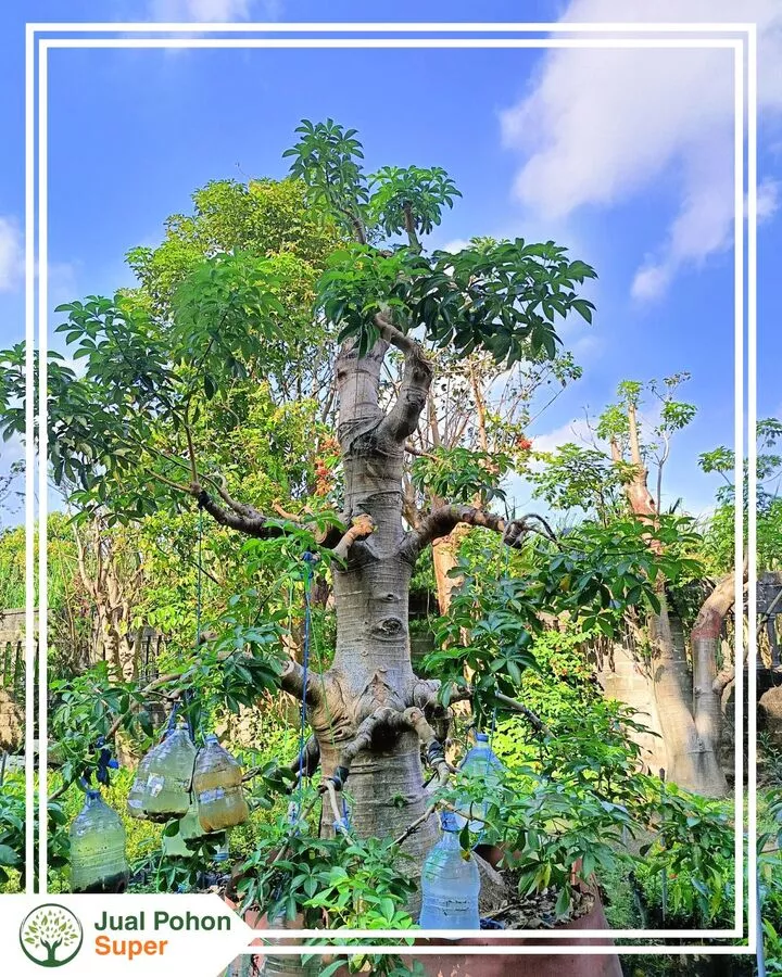 Jual Pohon Baobab Besar 4 - 5 Meter