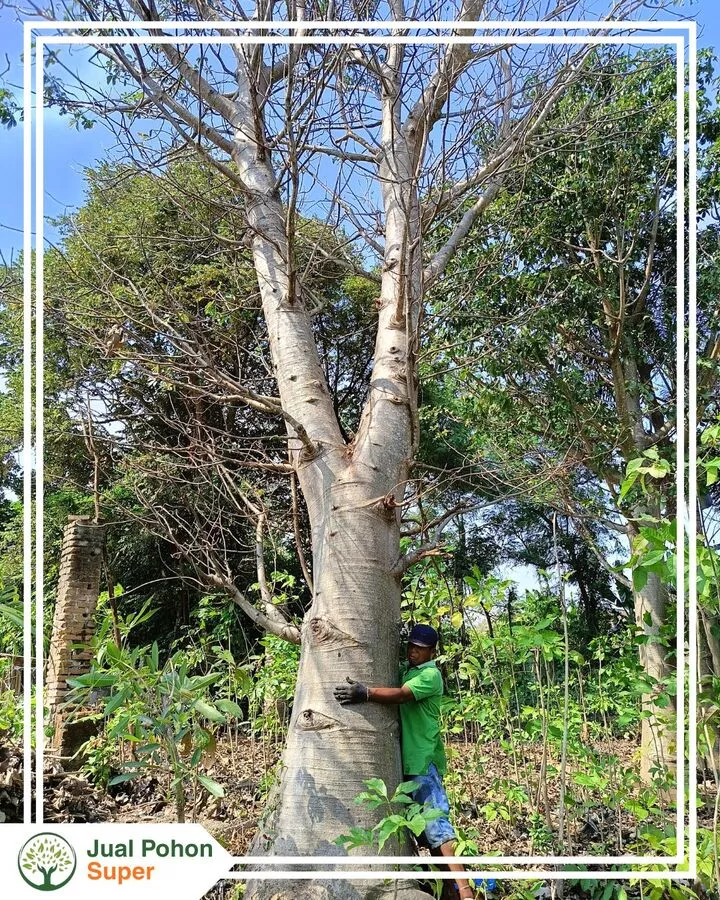 Jual Pohon Baobab Harga Murah