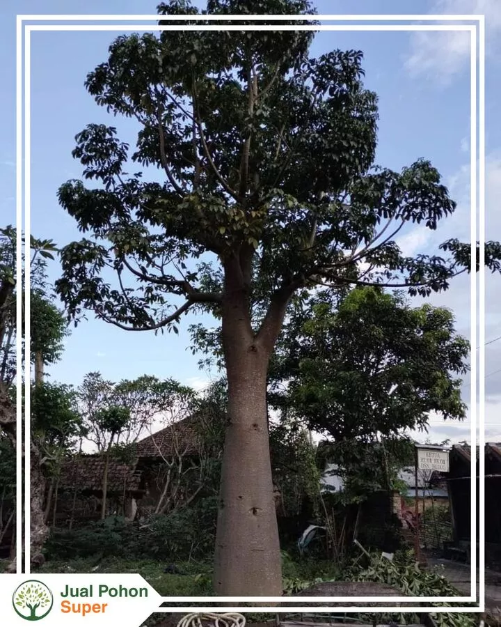 Jual Pohon Baobab Harga Terbaik untuk Taman & Landscape