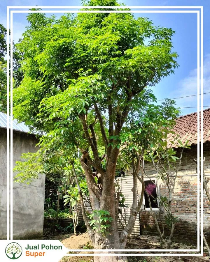 Jual Pohon Baobab Terdekat Terpercaya