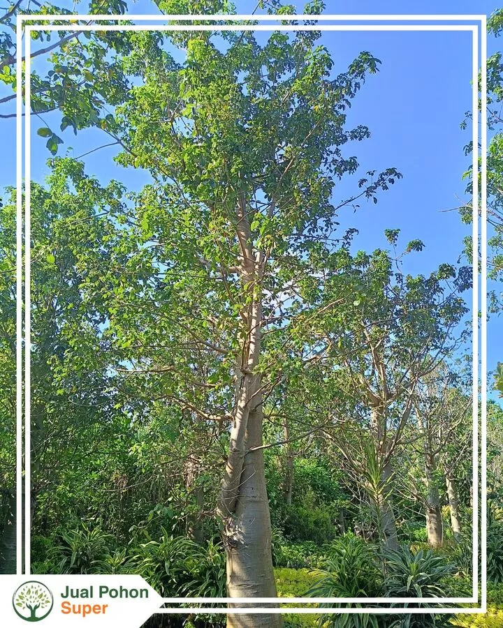 Jual Pohon Baobab Termurah