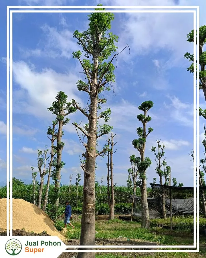 Jual Pohon Baobab Tinggi 1 2 3 Meter