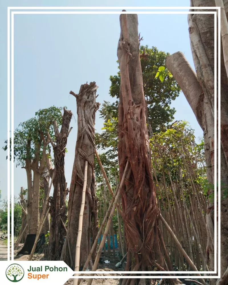 Jual Pohon Bodhi Abar Besar