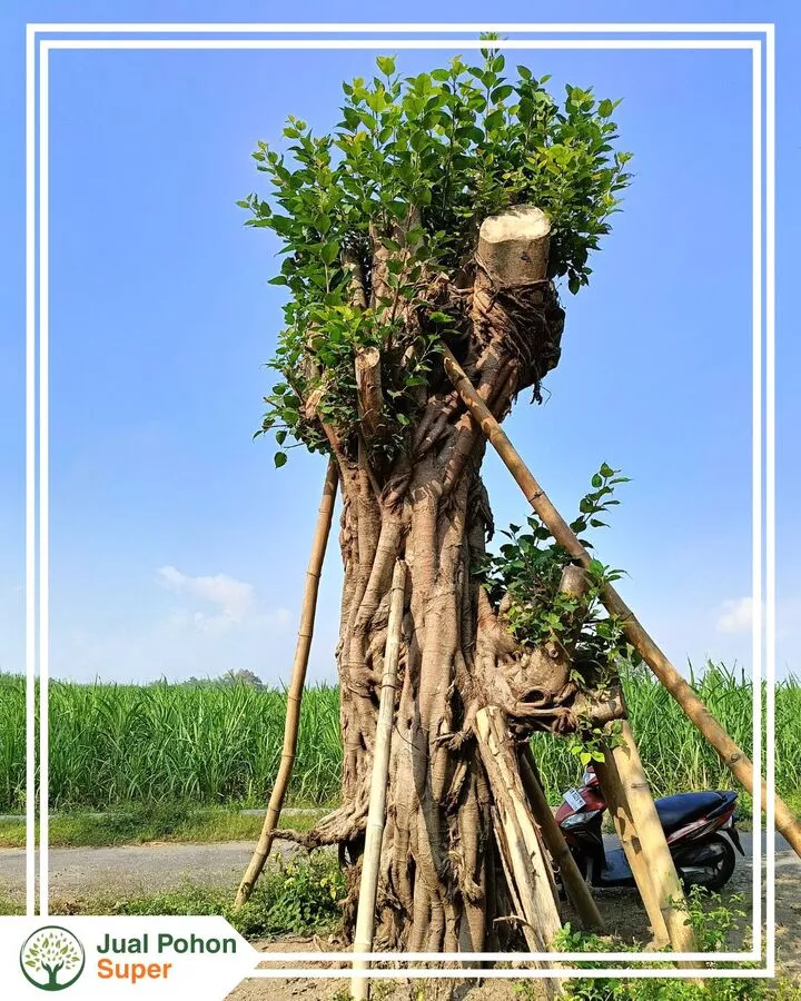 Jual Pohon Bodhi Besar Berkualitas untuk Proyek dan Landscape