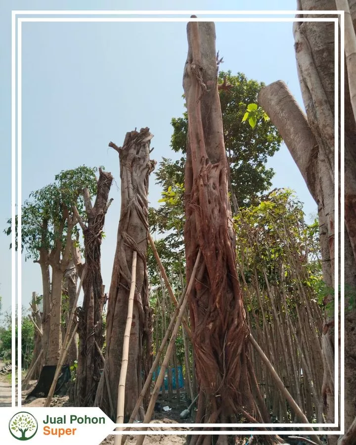Jual Pohon Bodhi Besar Pilihan Ukuran, Jenis, dan Ketersediaan Stok