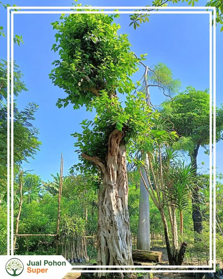 Jual Pohon Bodhi Besar Tinggi 4, 5 Hingga 6 Meter