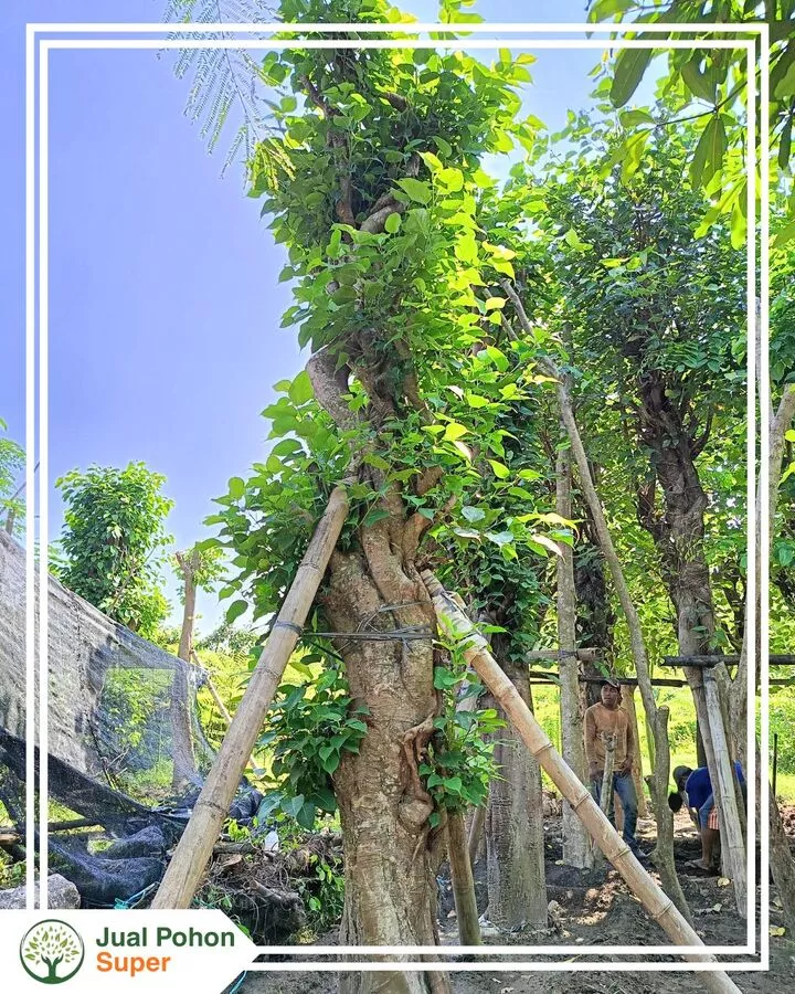 Jual Pohon Bodhi Harga Murah dan Terpercaya