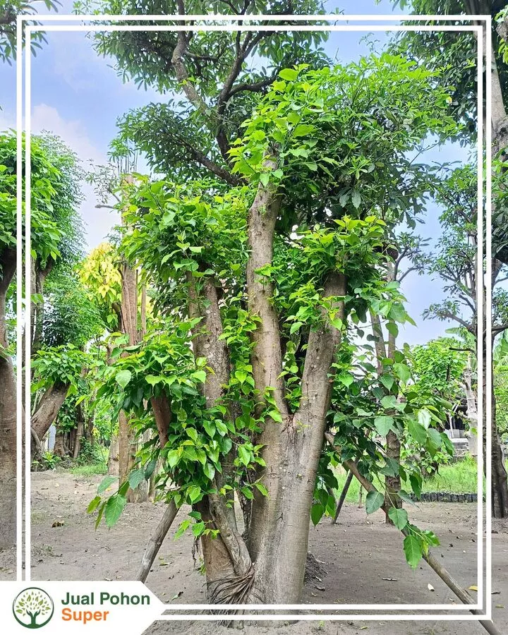 Jual Pohon Bodhi Harga termurah