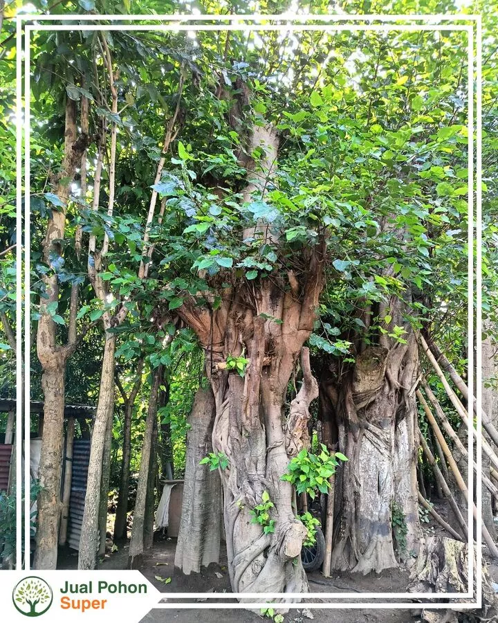 Jual Pohon Bodhi Kualitas Unggul