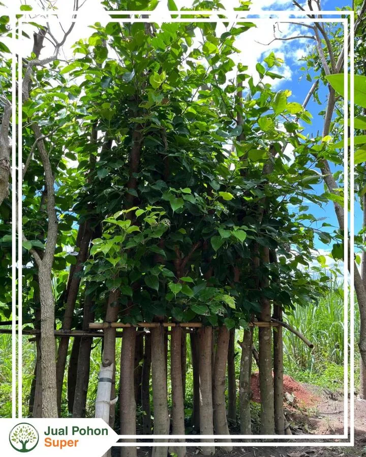 Jual Pohon Bodhi Tinggi 1, 2, dan 3 Meter