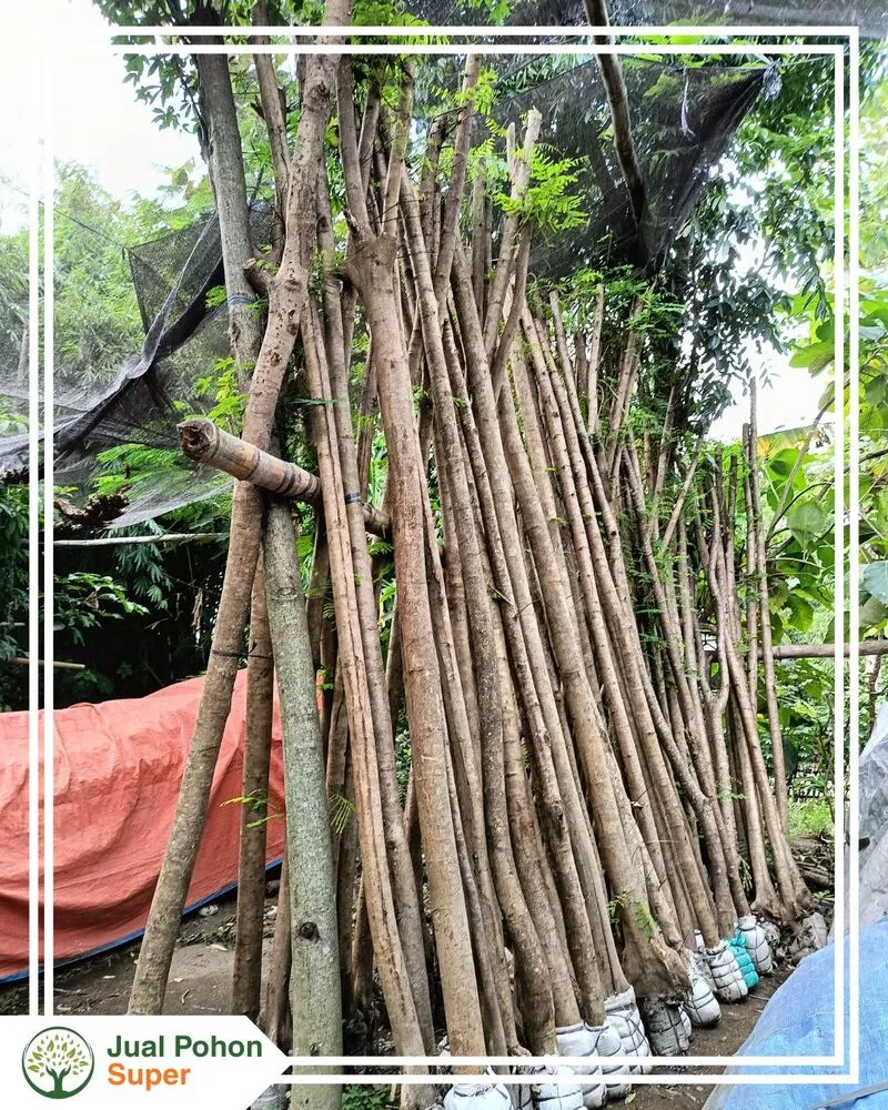 Jual Pohon Flamboyan Super