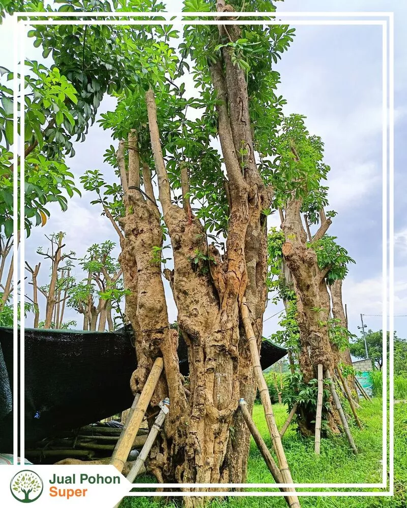 Jual Pohon Fosil Besar