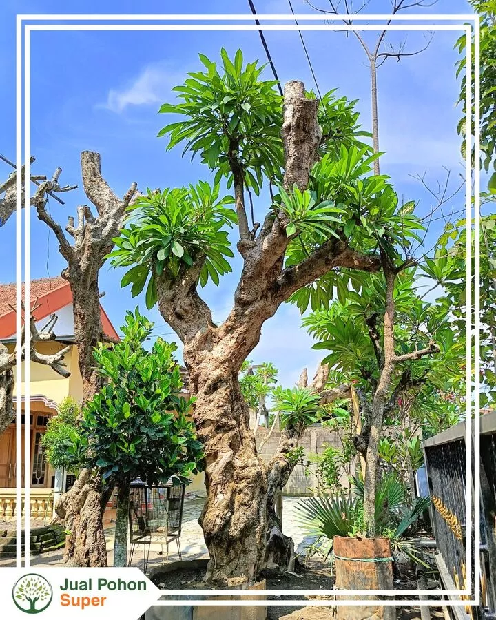 Jual Pohon Kamboja Fosil Elegan dan Bernilai Tinggi