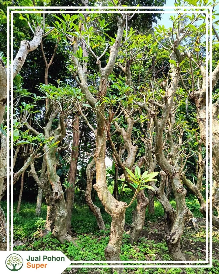 Jual Pohon Kamboja Fosil Harga Murah