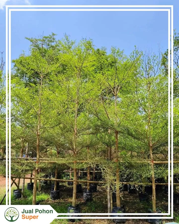 Jual Pohon Ketapang Kencan harga Murah Berkualitas Super
