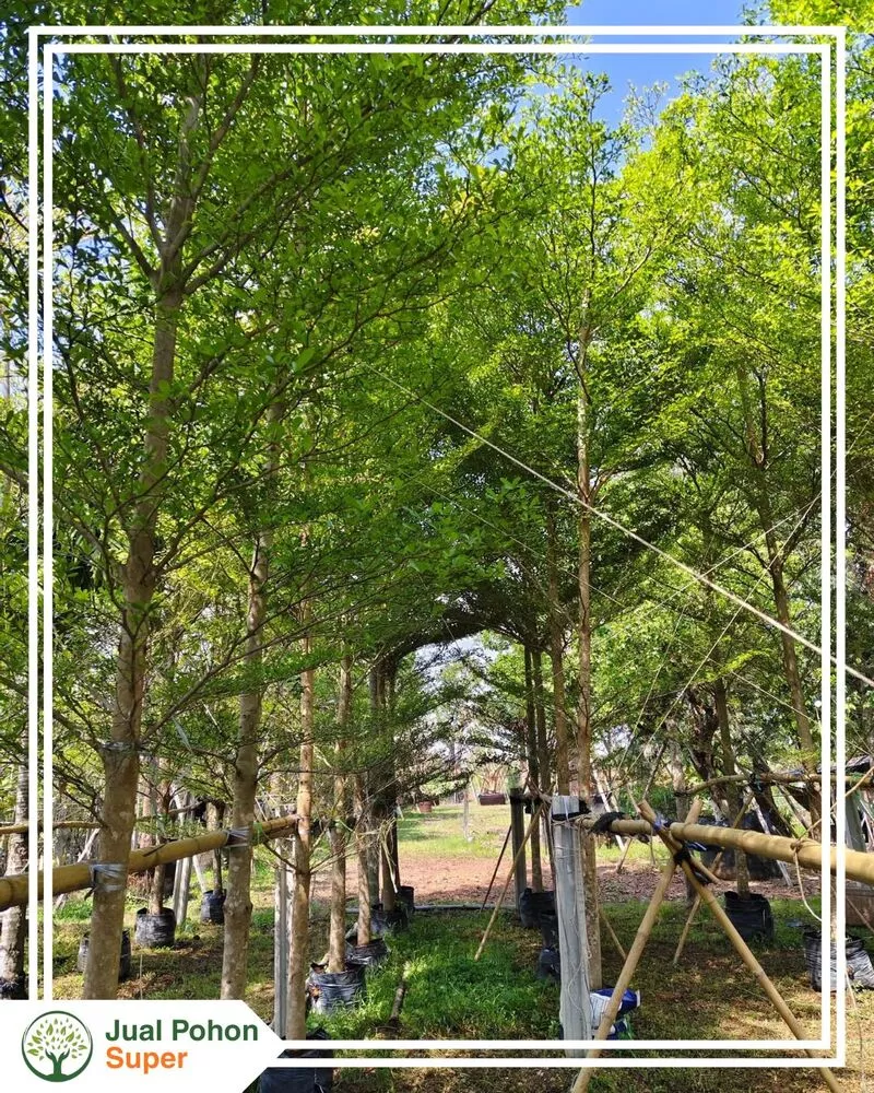 Jual Pohon Ketapang