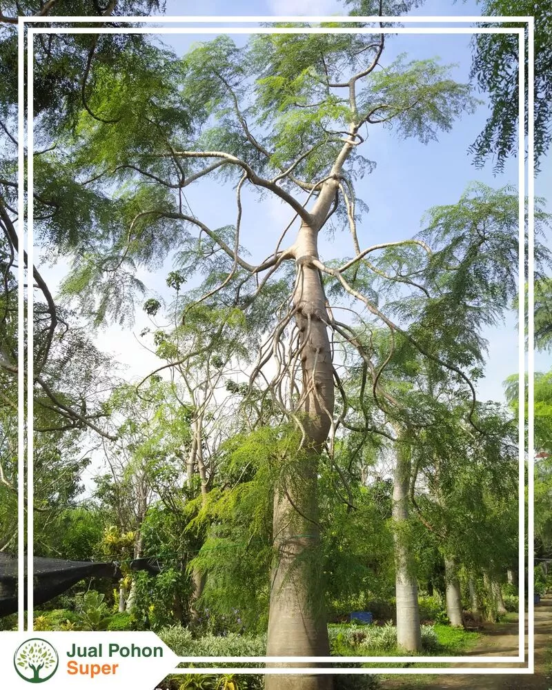 Jual Pohon Moringa Besar