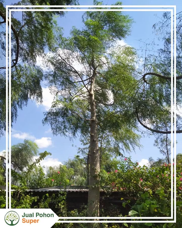 Jual Pohon Moringa Tinggi 4 - 5 Meter