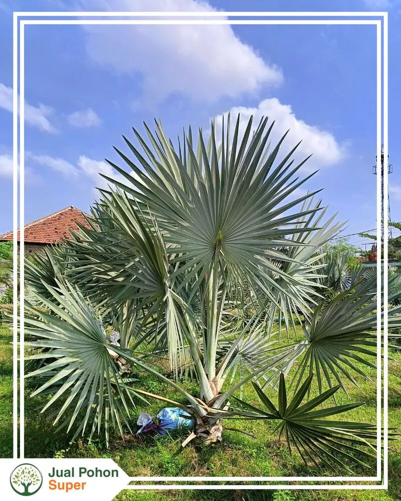 Jual Pohon Palem Bismark Silver