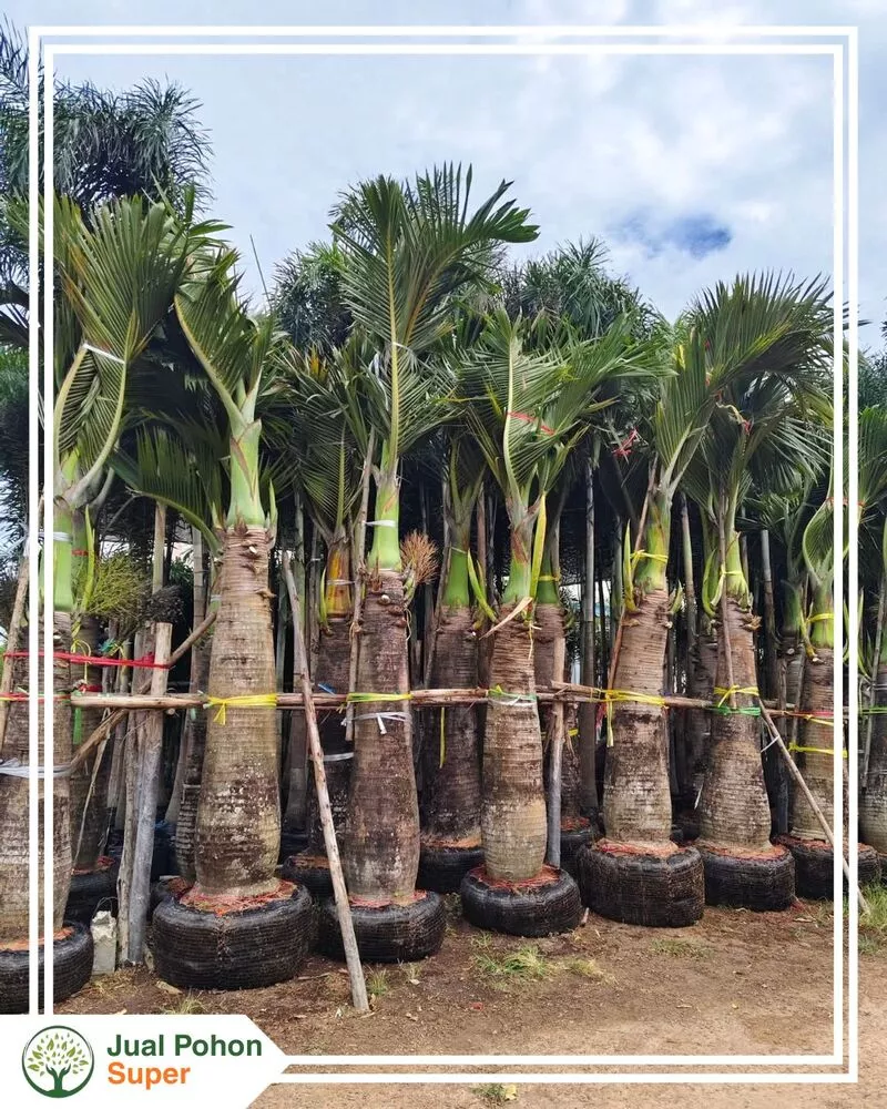 Jual Pohon Palem Botol