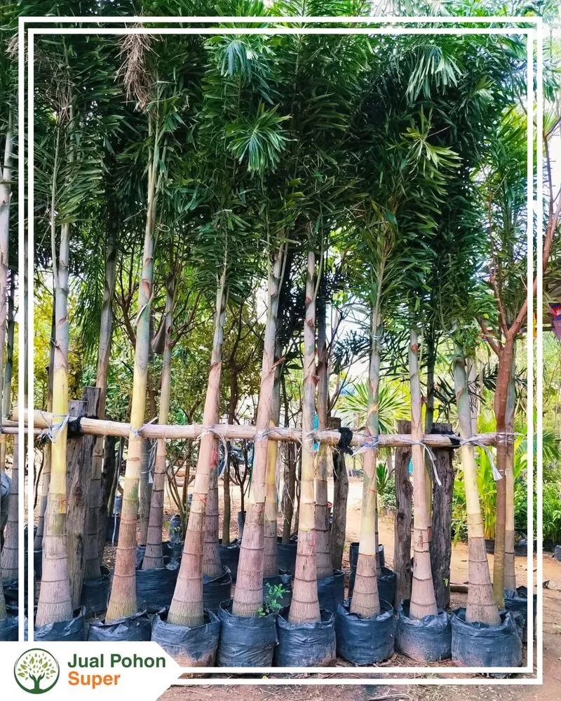 Jual Pohon Palem Ekor Tupai