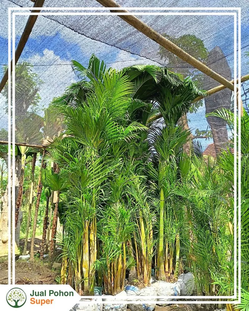 Jual Pohon Palem Kuning