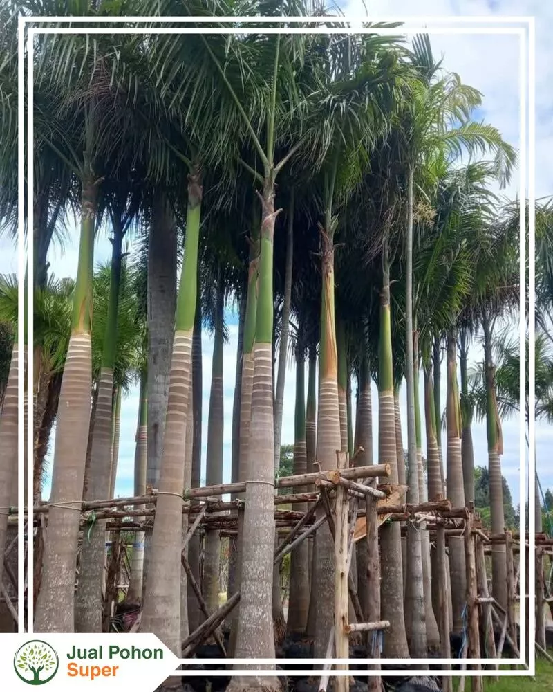 Jual Pohon Palem Raja