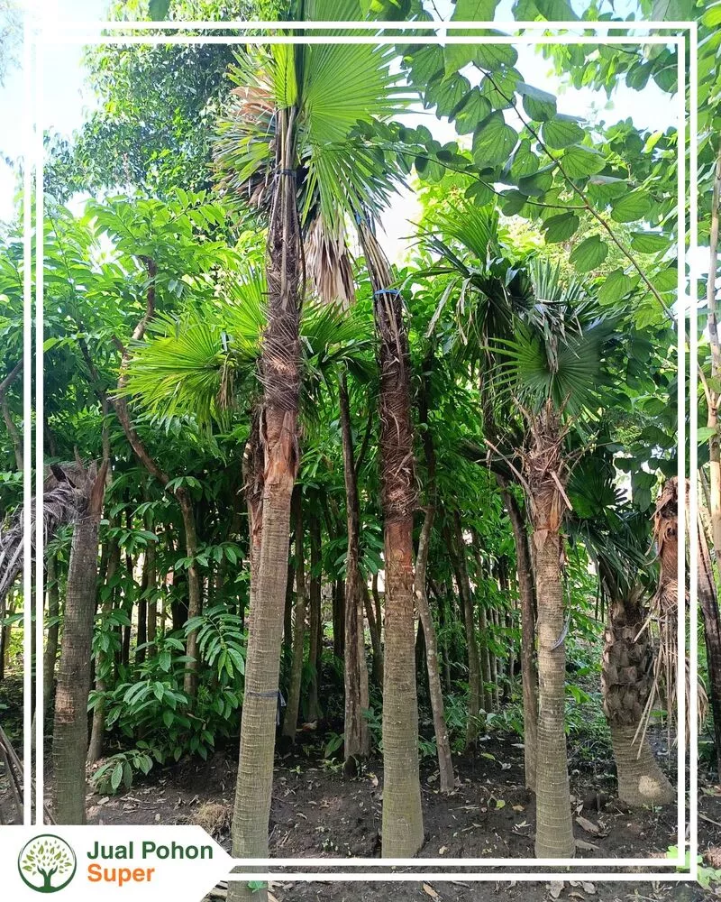 Jual Pohon Palem Sadeng