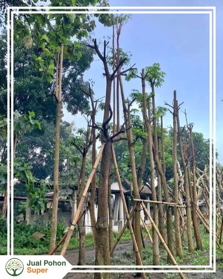 Jual Pohon Pule Tinggi 5 meter