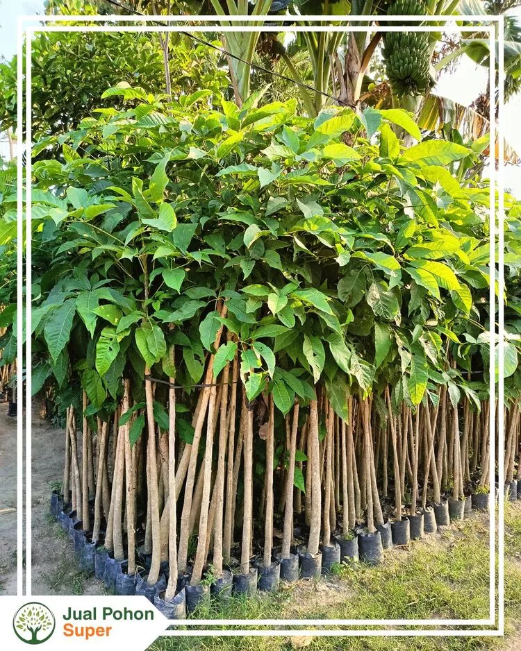 Jual Pohon Tabebuya Bibit HIngga Besar