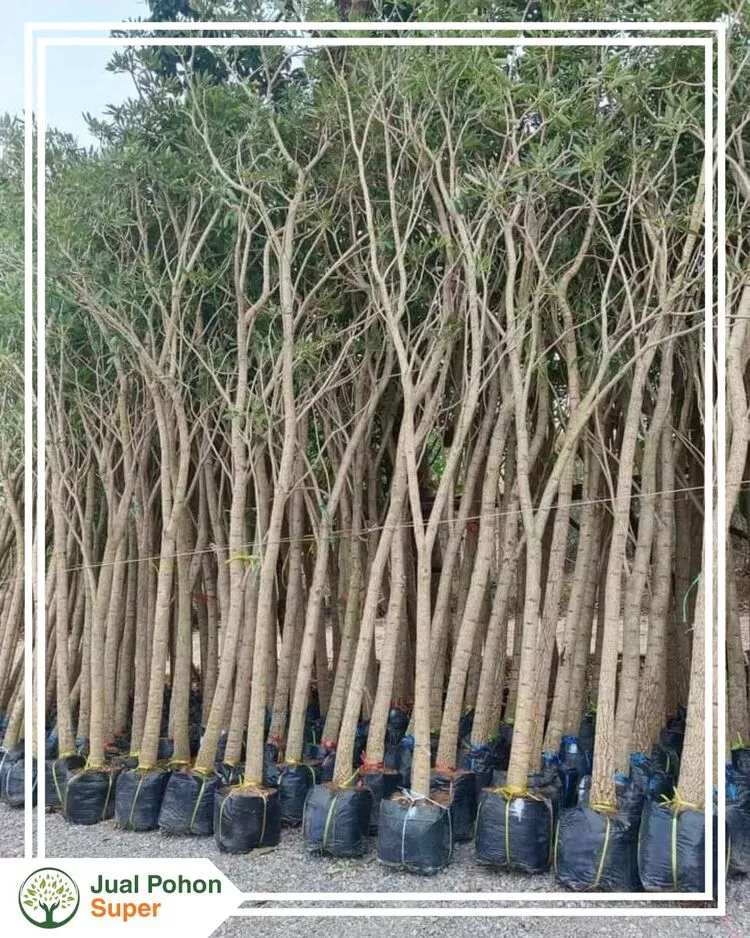 Jual Pohon Tabebuya Harga Murah Kualitas Super