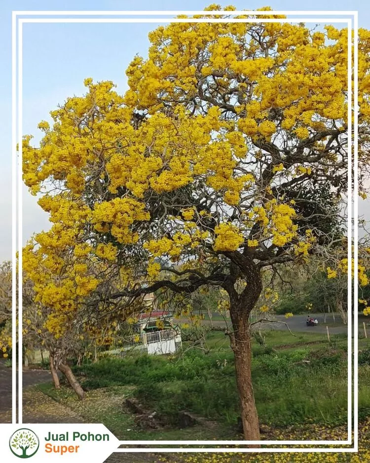Jual Pohon Tabebuya Kuning