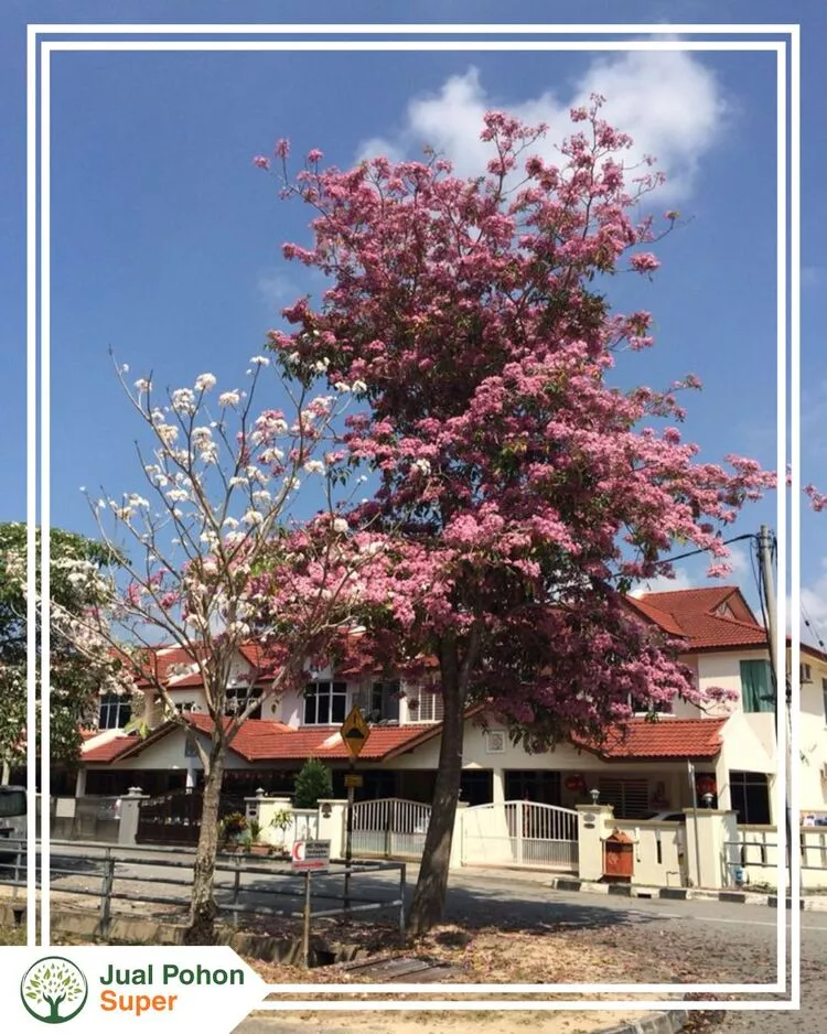 Jual Pohon Tabebuya Merah