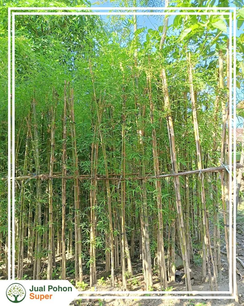 Jual Tanaman Bambu Jakarta