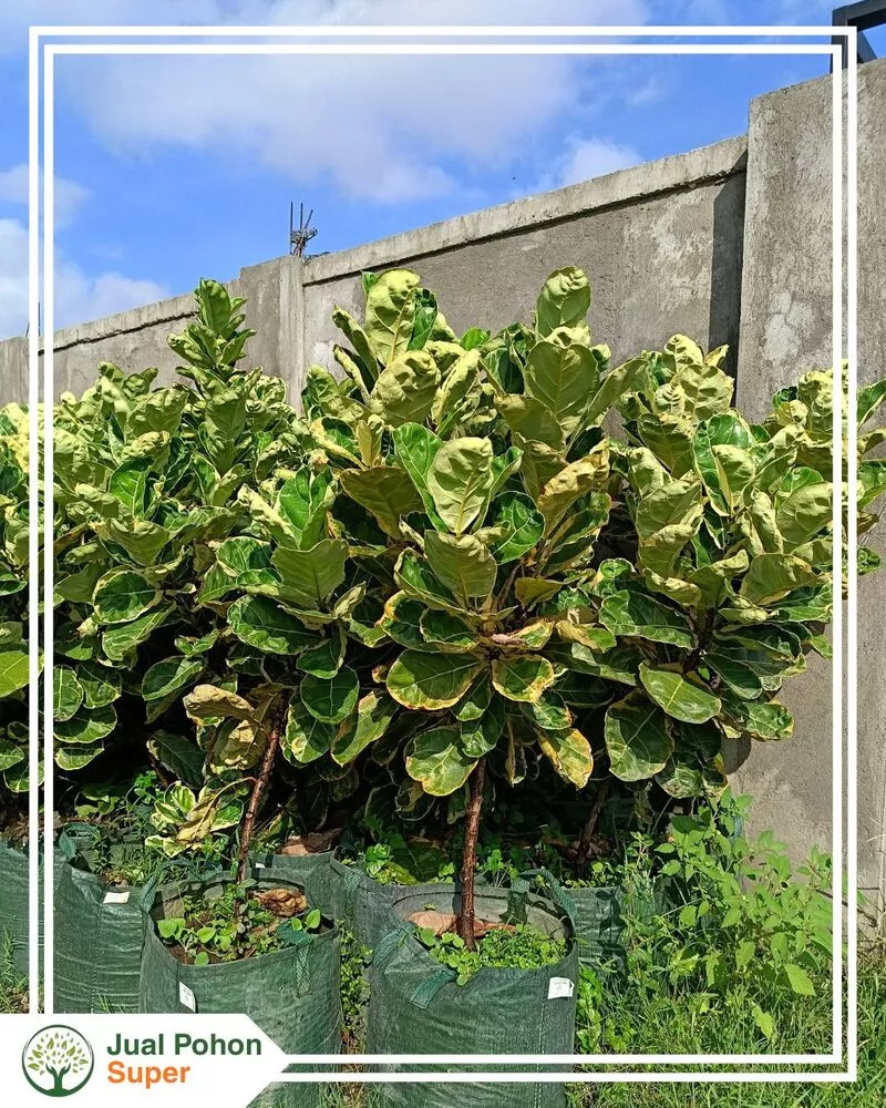 Jual Tanaman Biola Cantik