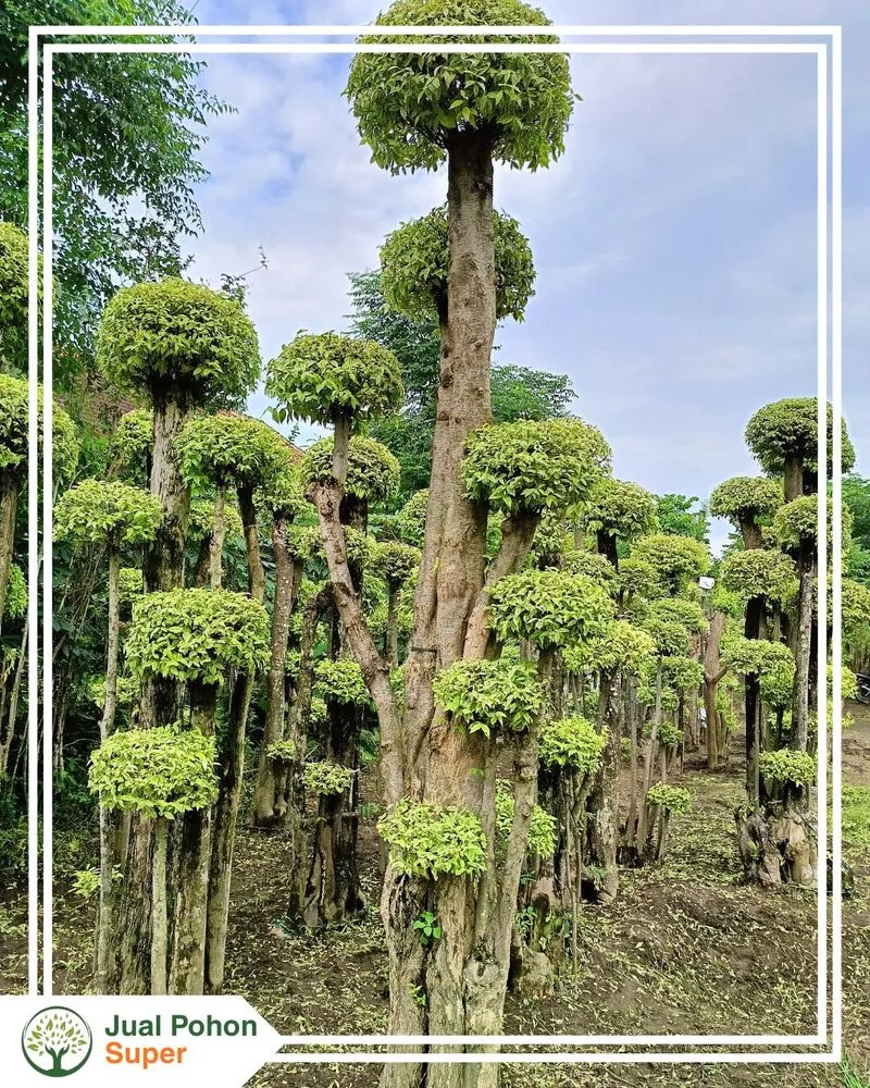 Jual Tanaman Bonsai Anting Putri