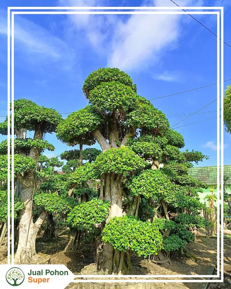 Jual Tanaman Bonsai Dollar