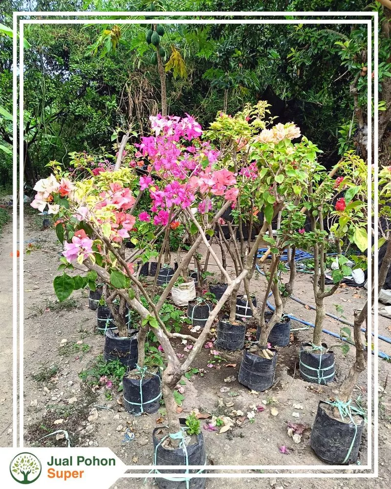 Jual Tanaman Bougenvile