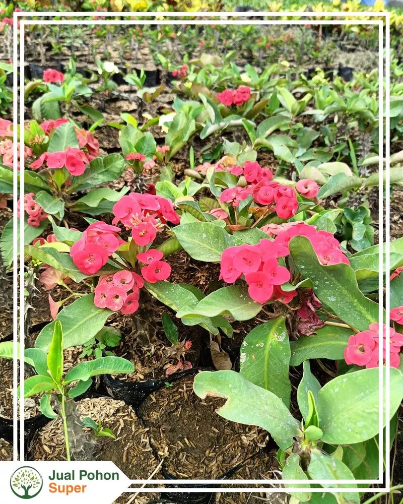 Jual Tanaman Euphorbia