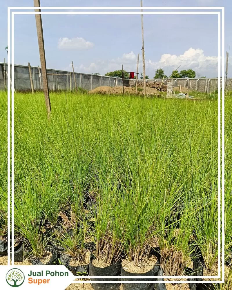 Jual Tanaman Rumput Vertifer