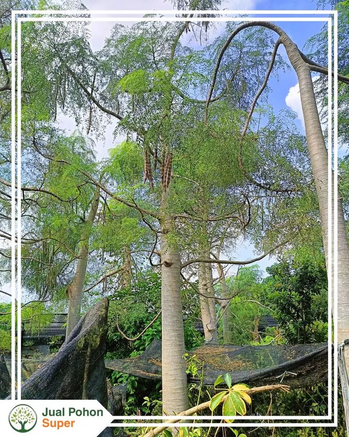 Keunggulan Membeli Pohon Moringa di Jual Pohon Super
