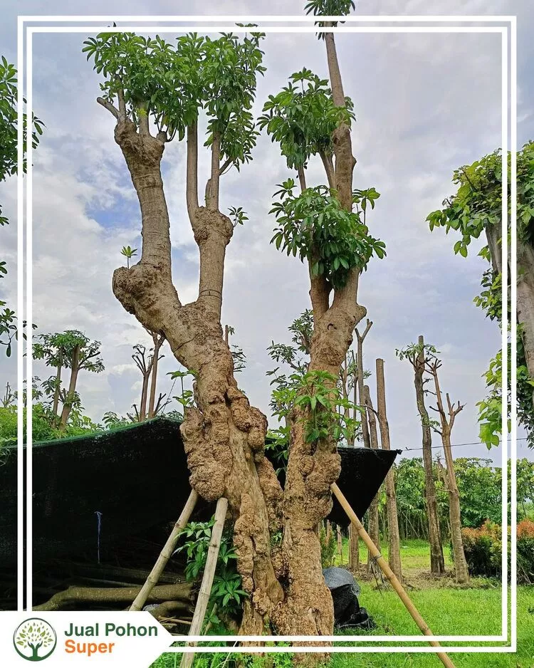 Mengapa Memilih Kami sebagai Supplier Jual Pohon Pule Fosil